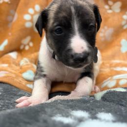 Bo - White and fawn brindle male Whippet puppy in West Plains, Missouri from Sycamore Ridge Puppies