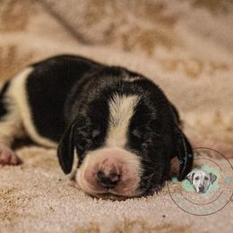 Basset Hound Puppies from Tabitha Schwierking