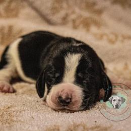 Basset Hound Puppies from Tabitha Schwierking