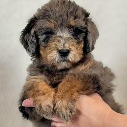 Redbud - Merle female Assorted Doodle Crosses puppy in Kansas City, Missouri from Beary GoldenDoodles
