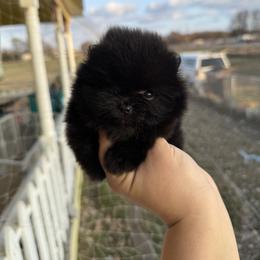 Midnight - Black male Pomeranian puppy in Ector, Texas from BB Pomeranians