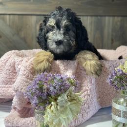 Australian Labradoodle and Bernedoodle Puppies from Frosty & Ginger Co Home of Doodles