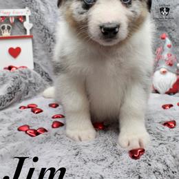 Jim - Blue merle Australian Shepherd puppy in Honey Grove, Texas from Fox Creek