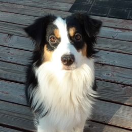 Bunny - Miniature American Shepherd