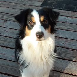 Bunny - Miniature American Shepherd