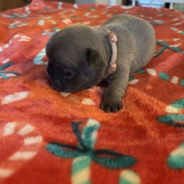 Lilly - Blue fawn female French Bulldog puppy in Alabama from Southern Bulldogs