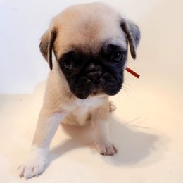 Chief - Red Collar - Silver Pug puppy in Hereford, Arizona from Broken Road Ranch Pugs