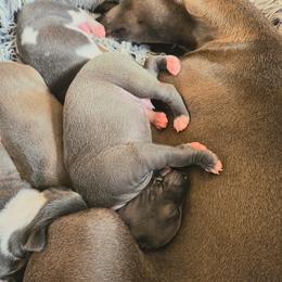 Italian Greyhound Puppies from Fisher Link