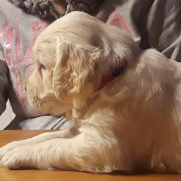Golden Retriever Puppies from Fiddle In Gold Retrievers
