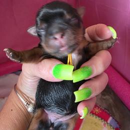 Yorkshire Terrier Puppies from YORKIE BY THE LAKE