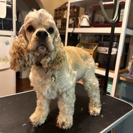 Albert - Cocker Spaniel