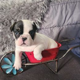 French Bulldog Puppies from Honey Hole Frenchies