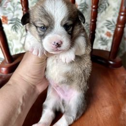 Elsa's sable boy - Sable male Pembroke Welsh Corgi puppy in Clinton, Tennessee from High Hopes Farm