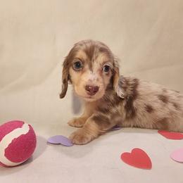 Dachshund Puppies from Katie Light