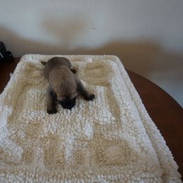 Great Dane Puppies from Taylor's Family