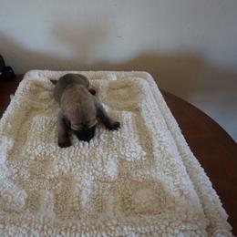Great Dane Puppies from Taylor's Family