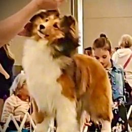 Lizzy - Shetland Sheepdog