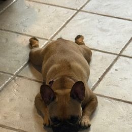 French Bulldog Puppies from Drake Home Frenchies