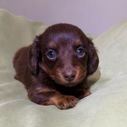 Sophia- 2900 - Chocolate and tan female Dachshund puppy in Arab, Alabama from Cantrell’s Dachshund Den
