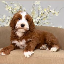 Autumn - Red  female Goldendoodle puppy in Yuciapa, California from AlltheDoodlez_