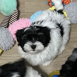 Havanese Puppies from Arane Havanese