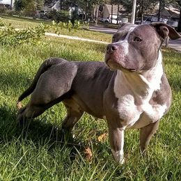 American Bully All Grown Up from LA Bully Cartel