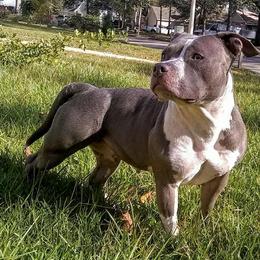 American Bully All Grown Up from LA Bully Cartel