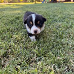 Junior - Black and tan male Pembroke Welsh Corgi puppy in Merced, California from G.G.'s Corgis