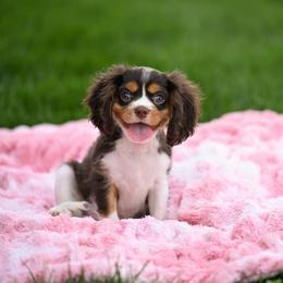 Barley - Chocolate male Cavalier King Charles Spaniel puppy in Sugarcreek, Ohio from Chocolate Cavalier
