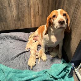 Ridge - Red and white male Beagle puppy in Viper, Kentucky from Mountain Top