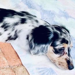 Dachshund Puppies from Meldox