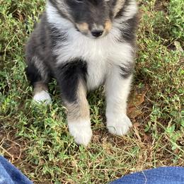 Poppy - Black white and tan female Shetland Sheepdog puppy in Commiskey, Indiana from Windy Haven Farm