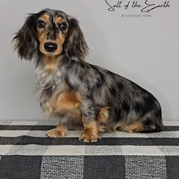Vivian - Dachshund