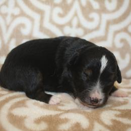 Sunny - Black tri female Miniature Australian Shepherd puppy in Licking, Missouri from Burnett Aussies