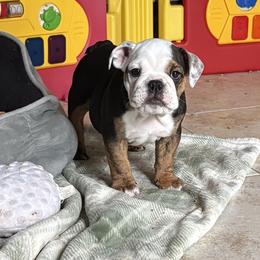 Juno - Red brindle and white female Bulldog puppy in Harrisburg, Pennsylvania from KnockDown Bulldogs