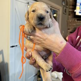 Green, Blue, Yellow, Aqua, Forest-white, Orange - Light golden male Golden Retriever puppy in Yuba City, California from Family Loved Golden Retrievers