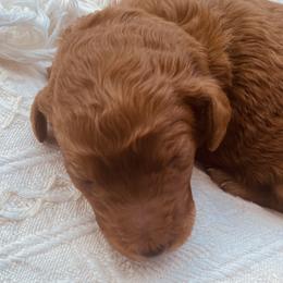 White Collar - Apricot Poodle puppy in Nicholasville, Kentucky from Lexington Poodle Company