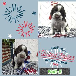 Jimmy Morrison Boy 3 - Liver and white male English Springer Spaniel puppy in Saginaw, Michigan from Kemerer Springers