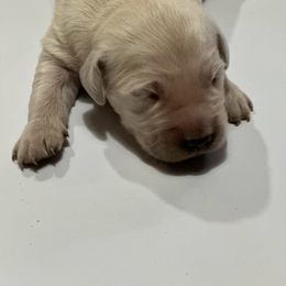 Aladdin - Light golden Golden Retriever puppy in Selah, Washington from Porter's Puppies