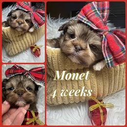 Monet - Liver and white female Shih Tzu puppy in Coolidge, Arizona from Shih Tzu’s  ‘N’ Love