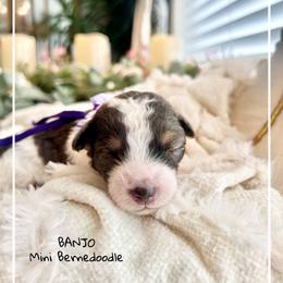 BANJO - Merle male Bernedoodle puppy in Houston, Texas from Pia’s Doodle Poodle Wag