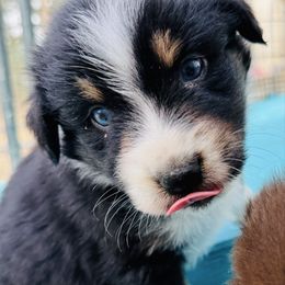 Ocean - Black tri-color male Australian Shepherd puppy in Hempstead, Texas from Young Gun Aussies