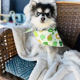 Roger - Black and white male Pomsky puppy in Yavapai County, Arizona from Pawsh Pomskies