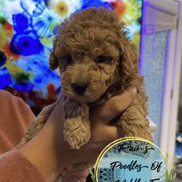 Boy 1 - Red  Poodle puppy in Shelbyville, Tennessee from Rains Poodles Of Middle TN