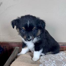 Cedar - Black tri male Miniature Australian Shepherd puppy in Tonasket, Washington from V5 Aussies