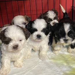 Shih Tzu Puppies from CHATEAU SHIH TZU KENNELS