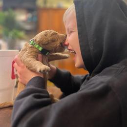 Goldendoodle Puppies from Not Just "Golden" Doodles
