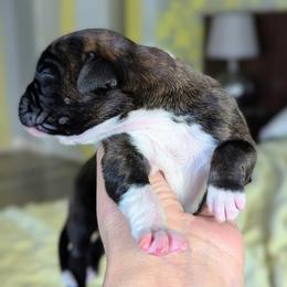 Boxer puppies from ReMa Boxers