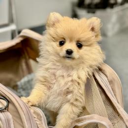 Caramel - Cream female Pomeranian puppy in Spring, Texas from Cece’s Perfect Poms