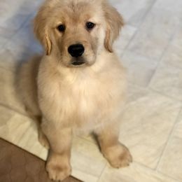 Golden Retriever Puppies from OPK GOLDENS